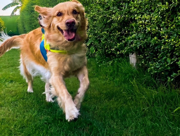 A daily photo update of a dog at Furrest