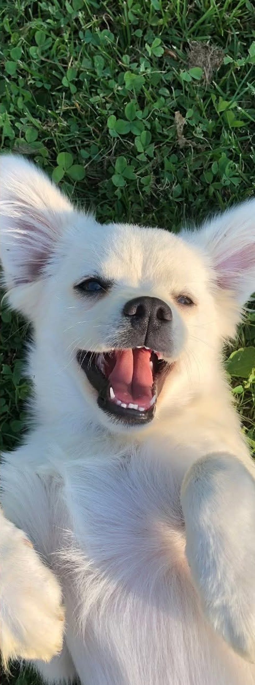 A happy dog at Furrest