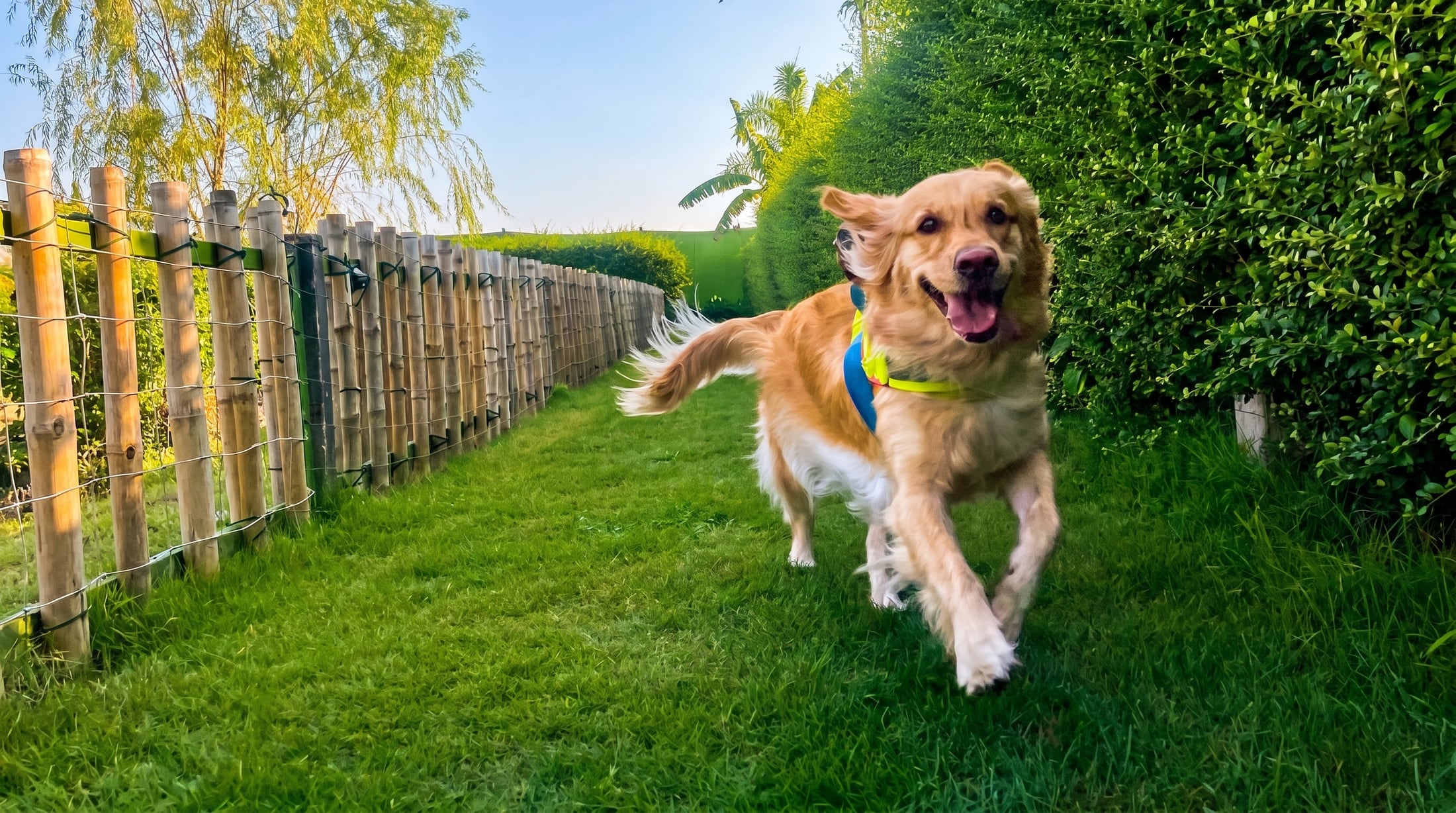 A golden retriever running across the green lawn at Furrest Dog Resort