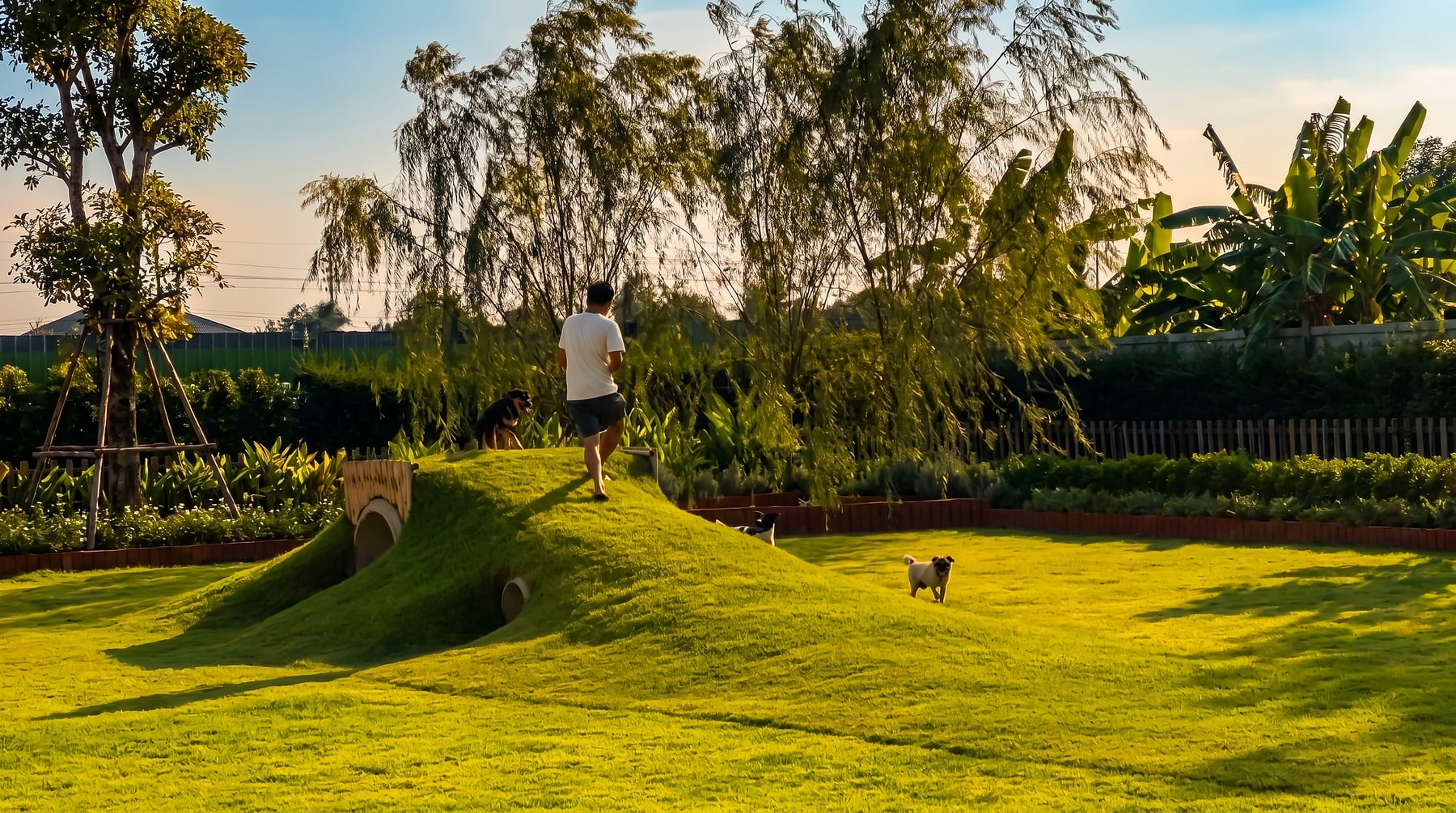 Dogs and a caretaker on the grassy play mounds at Furrest, golden hour